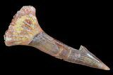 Cretaceous Giant Sawfish (Onchopristis) Rostral Barb #72737-1